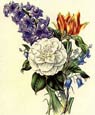 James Andrews - Flora's Gems 4 of 8