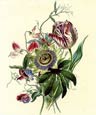 James Andrews - Flora's Gems 6 of 8