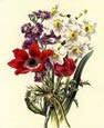 James Andrews - Flora's Gems 7 of 8