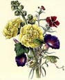 James Andrews - Flora's Gems 8 of 8
