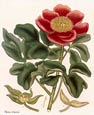 Henry Andrews - Flowers 1 of 8
