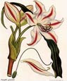 Henry Andrews - Flowers 2 of 8