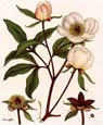 Henry Andrews - Flowers 3 of 8