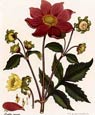 Henry Andrews - Flowers 4 of 8