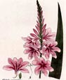 Henry Andrews - Flowers 5 of 8