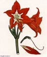 Henry Andrews - Flowers 6 of 8