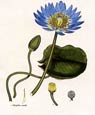 Henry Andrews - Flowers 7 of 8