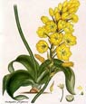 Henry Andrews - Flowers 8 of 8