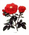 H. Andrews - Rosa Gallica