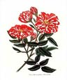 H. Andrews - Rosa Mundi