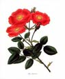 H. Andrews - Rosa Provincialis