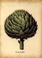 Basilius Besler - Fructus Artichochi
