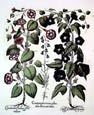 Basilius Besler - Bindweed and Bellflower