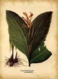 Basilius Besler - Canna Indica