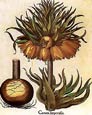 Basilius Besler - Corona Imperialis--Besler Botanicals