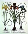 Basilius Besler - Large English Iris