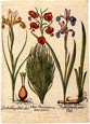 Basilius Besler - Flowers