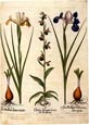 Basilius Besler - Flowers