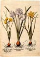 Basilius Besler - Flowers