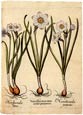 Basilius Besler - Flowers