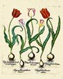 Basilius Besler - Flowers