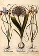 Basilius Besler - Flowers
