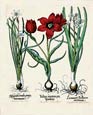 Basilius Besler - Flowers