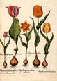 Basilius Besler - Flowers