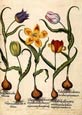 Basilius Besler - Flowers