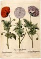 Basilius Besler - Flowers
