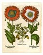 Basilius Besler - Flowers and Vegetables VIII