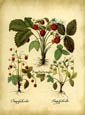 Basilius Besler - Fraga Fructu