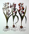 Basilius Besler - Gladiolus Italicus