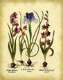 Basilius Besler - Gladiolus Iris