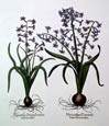 Basilius Besler - Hyacinthus Orientalis