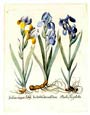 Basilius Besler - Iris