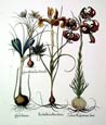 Basilius Besler - Iris Bulbosa Flore Lut