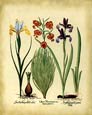Basilius Besler - Iris Lilium