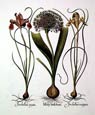 Basilius Besler - Moly Latifolium