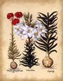Basilius Besler - Lilium Scapus II