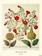 Basilius Besler - Malus Punica Flore Simplici