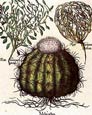 Basilius Besler - Melocactus--Besler Botanicals
