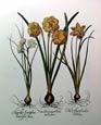 Basilius Besler - Narcissus Major Flore