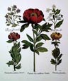 Basilius Besler - Paeonia Bizanthina Major