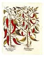 Basilius Besler - Piper Indicum