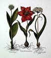 Basilius Besler - Tulipa Serotina Stella