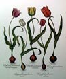 Basilius Besler - Tulipa Albicans Margine Coccineo