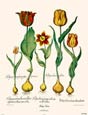 Basilius Besler - Tulipa Lutea