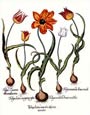 Basil Besler - Tulips 2 of 6