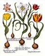 Basil Besler - Tulips 3 of 6